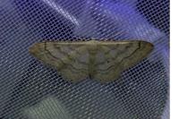 Idaea aversata