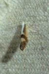 Argyresthia pruniella