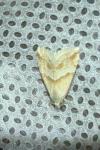 Eublemma parva