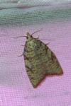 Aleimma loeflingiana