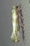Cedestis gysseleniella