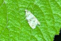 Isotrias rectifasciana