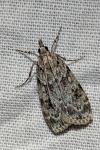 Scoparia ambigualis/basistrigalis