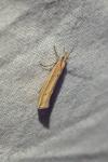 Ypsolopha ustella
