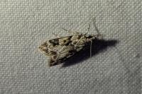 Eudonia delunella