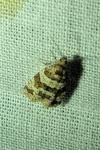 Isotrias rectifasciana