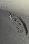 Yponomeuta evonymella