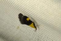Oecophora bractella