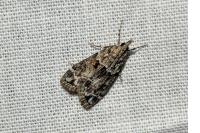 Eudonia mercurella