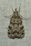Scoparia ambigualis/basistrigalis