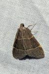 Hypsopygia glaucinalis