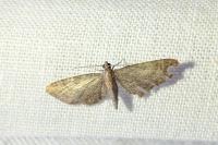 Eupithecia haworthiata
