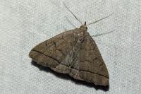 Herminia tarsipennalis