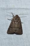 Hoplodrina octogenaria