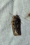Hofmannophila pseudospretella
