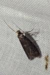 Salebriopsis albicilla