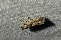 Zeiraphera isertana