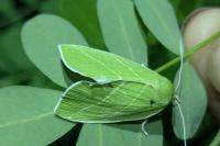 Bena bicolorana