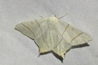 Ourapteryx sambucaria