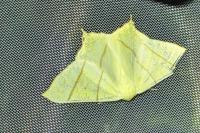 Ourapteryx sambucaria