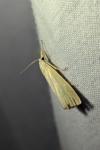 Xanthocrambus saxonellus