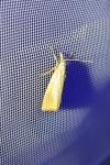 Xanthocrambus saxonellus