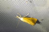Xanthocrambus saxonellus