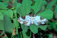 Melanthia procellata