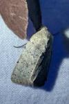 Hoplodrina respersa