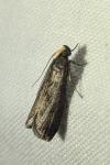 Salebriopsis albicilla