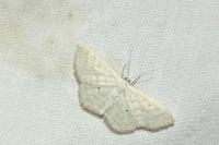 Scopula immutata
