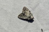 Meganola strigula