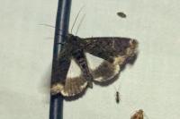 Catephia alchymista