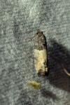 Spilonota ocellana