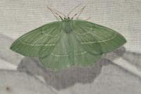 Hemistola chrysoprasaria