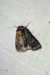 Catephia alchymista