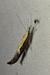 Ypsolopha dentella