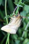 Malacosoma neustria