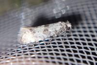 Scythropia crataegella