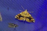 Cidaria fulvata
