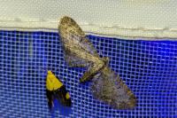 Eupithecia haworthiata