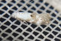 Bucculatrix frangutella