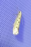 Ethmia terminella