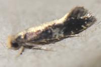 Monopis obviella