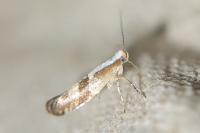 Argyresthia pruniella