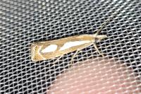 Catoptria mytilella