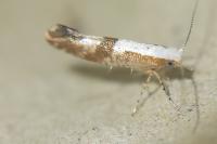Argyresthia pruniella