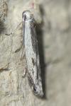 Thiotricha subocellea