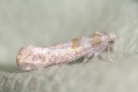 Cedestis gysseleniella