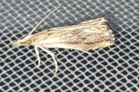 Catoptria verellus